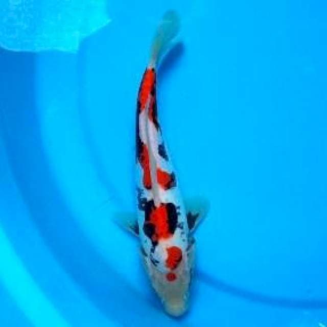 22 CM - BENI KUMONRYU 4 STEP