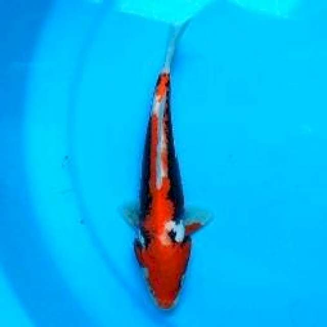 20 CM - BENI KUMON RYU
