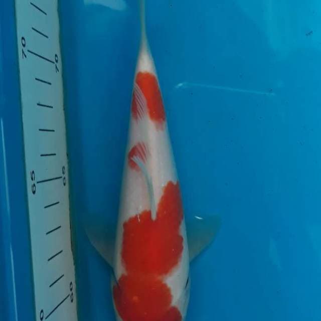 Kohaku Matsue