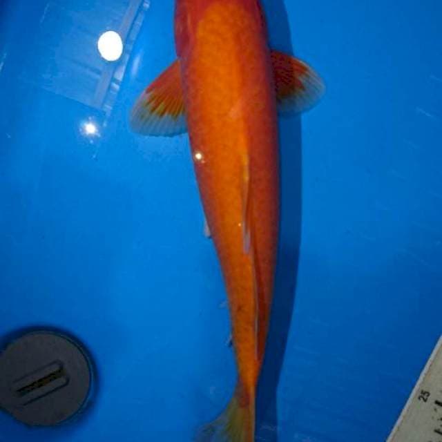 Akahajiro