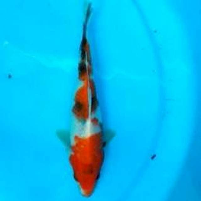 19 CM - SHOWA POTENTIAL