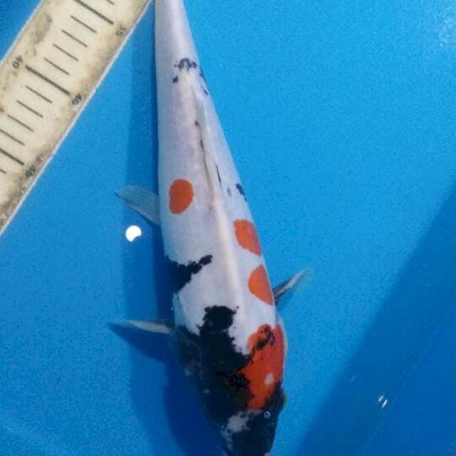 SHOWA 35
