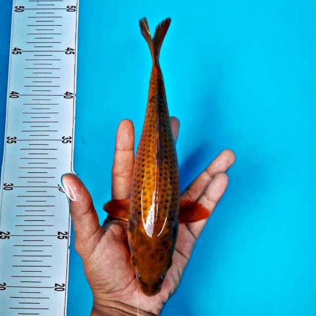 Chagoi tembaga*28cm