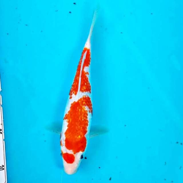 Kohaku ginrin*25cm