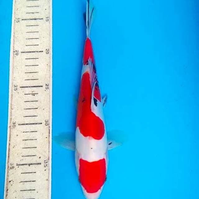 Sanke doitsu 25cm