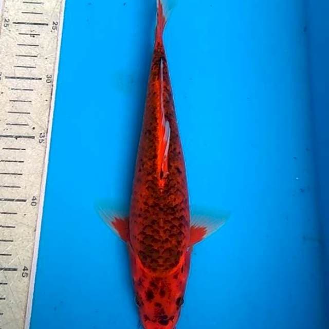 Kawarimono 29cm