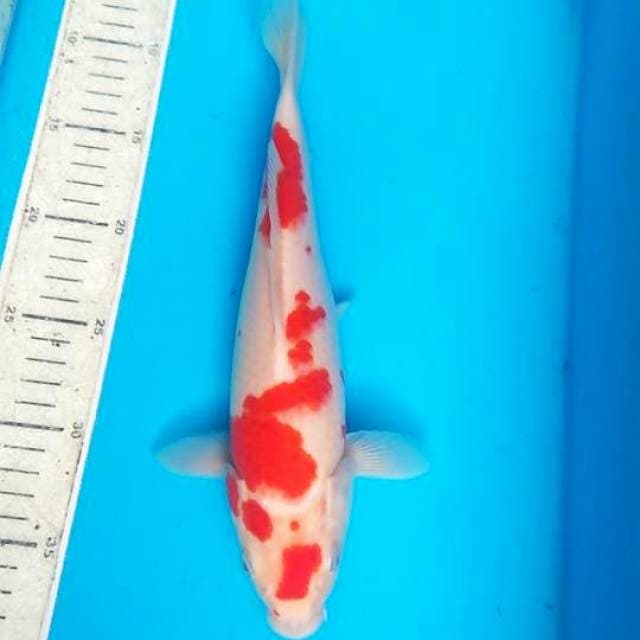 Kohaku 30cm