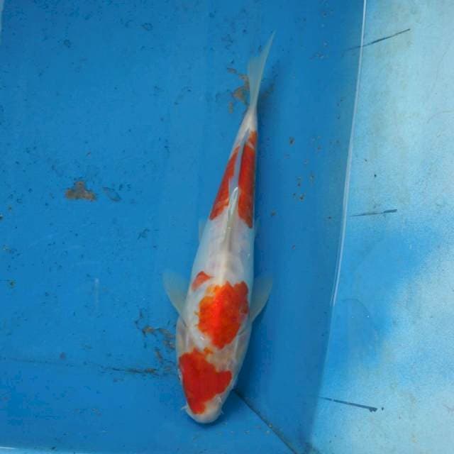 Kohaku Aragoke F1