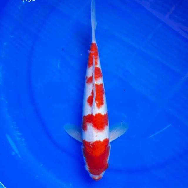Kohaku HQ Bakat Jumbo