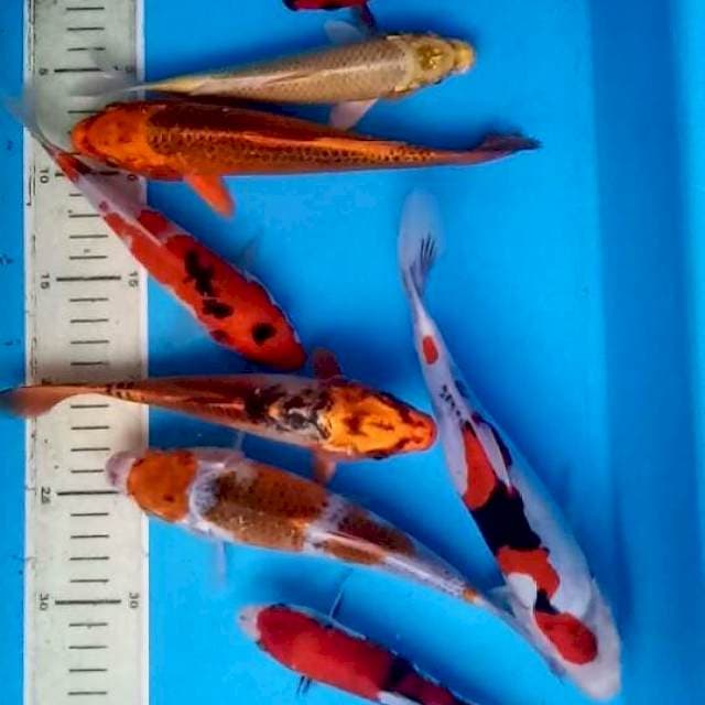 Paket mix koi