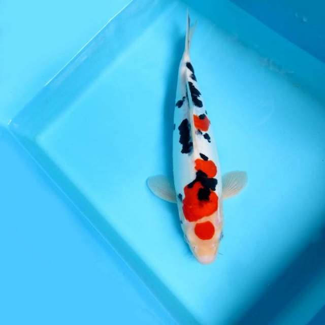 C. DAMARKOI ( MARUTEN SANKE DOITSU )