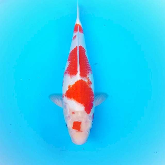 Kohaku bulky