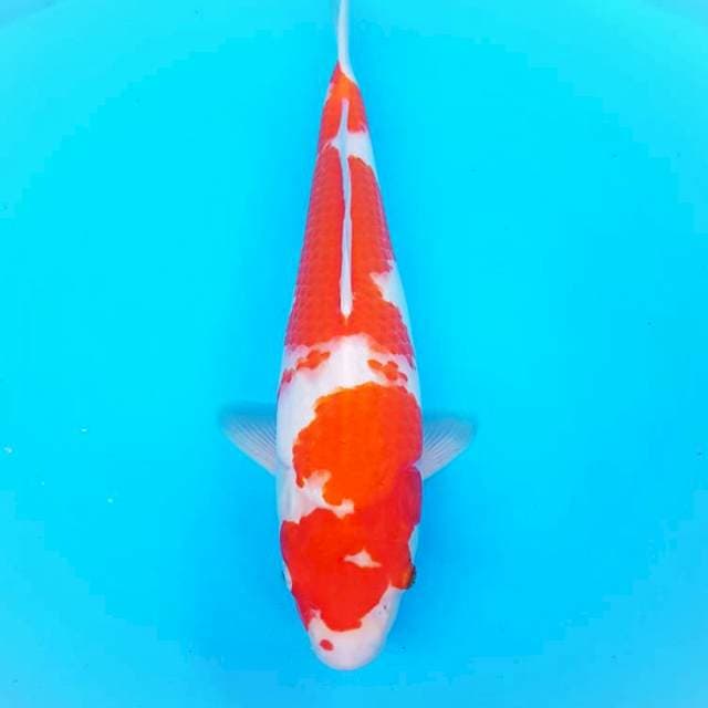HI STRAIGHT - KOHAKU F1