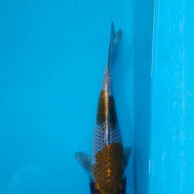 Ochiba 23cm