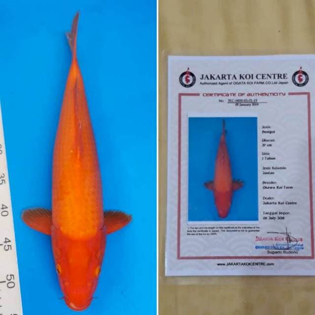 Benigoi import sertifikat