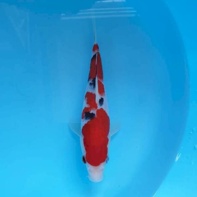 Sanke SQ 25 cm ori