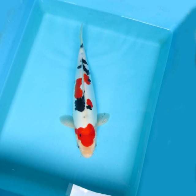 E. TSUBOSUMI SANKE DOITSU