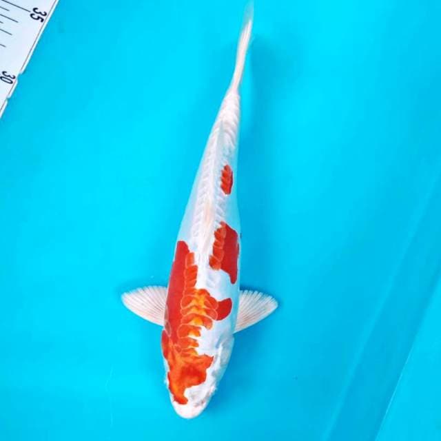 HIKARI #27CM