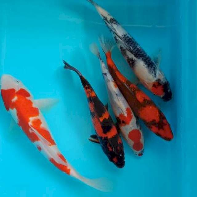 Mix koi up 20 cm