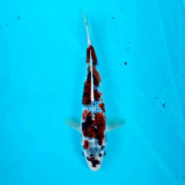 Ghosiki*28