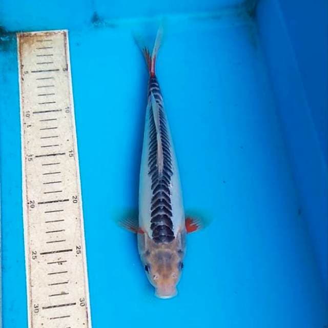 Shusui 30cm