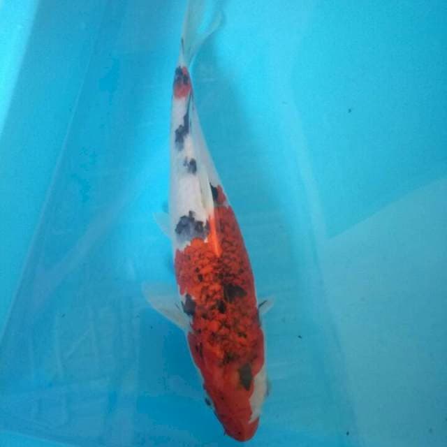 Goromo sanke 30cm