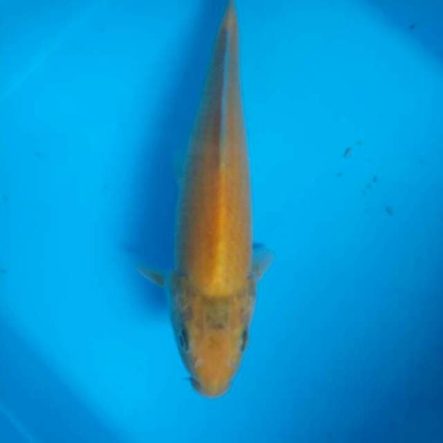 Karasi 28cm