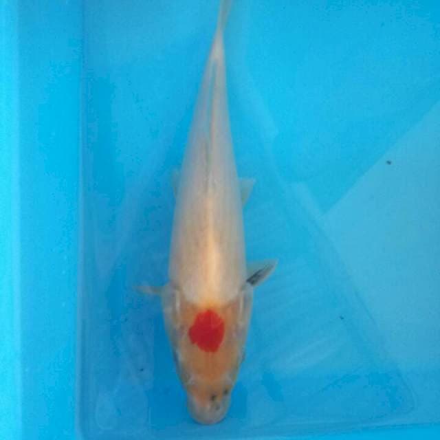 Tancho 29cm
