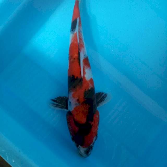 Showa 32cm