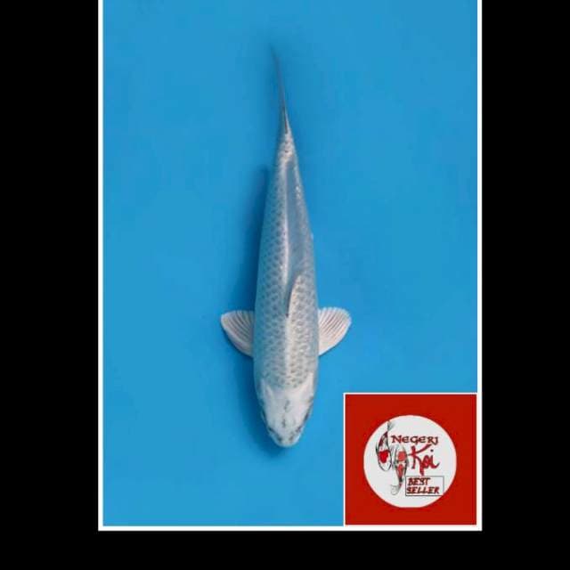 35cm - Male - Fujiyama - Matsuba F1