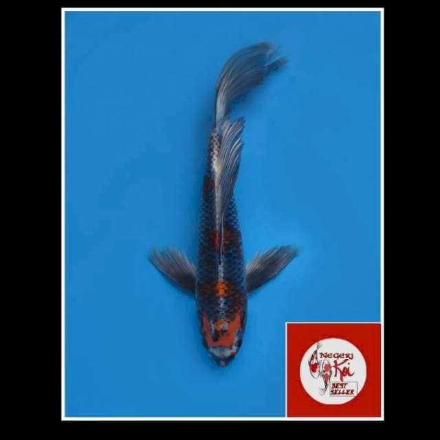 45cm - Male - Super Kumpay Pemanis Kolam