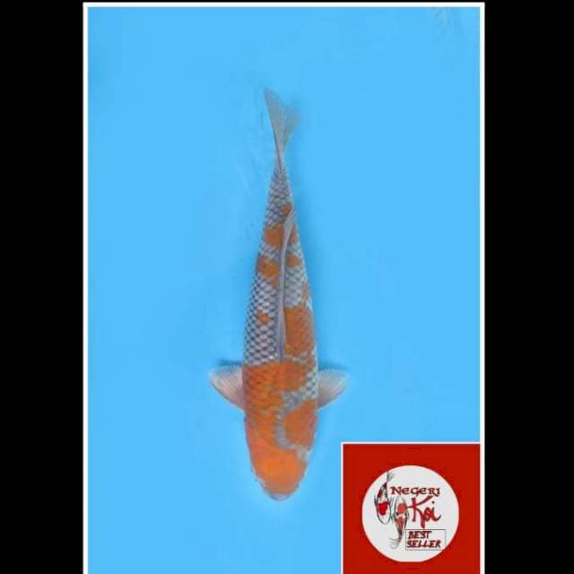 38cm - Female - SQ Ochiba F1 Free Keeping
