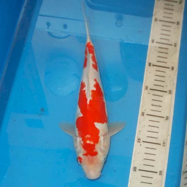 ABSTRAK KOHAKU