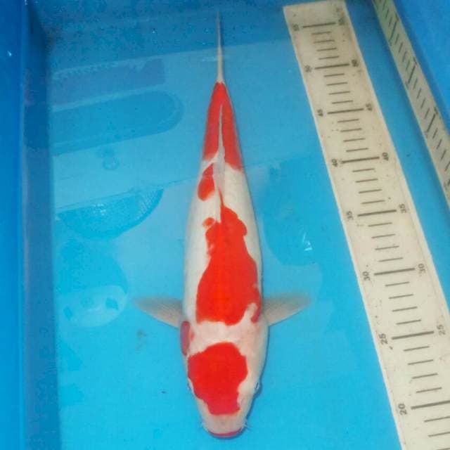 KOHAKU