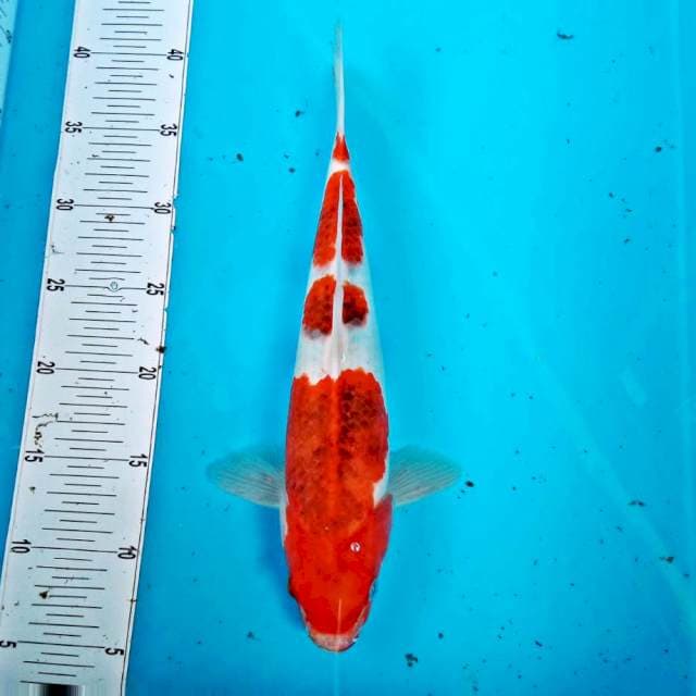KOROMO 4 STEP #32CM