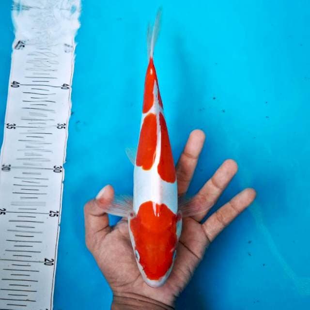 KOHAKU 3 STEP #27CM
