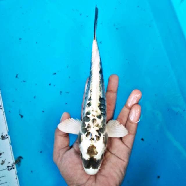KIKO #27CM