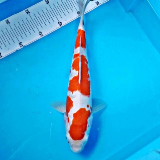 KOHAKU HQ #35CM