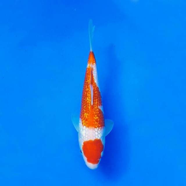 KOHAKU GINRIN IMPOR TANIGUCHI