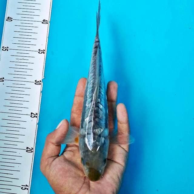 ARAGOKE GINRIN #26CM
