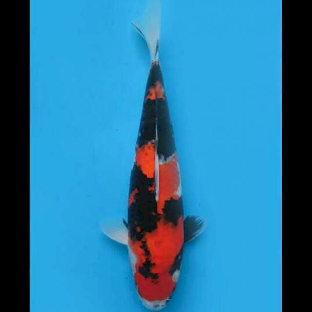 40cm Female - F1 Showa Sanshoku