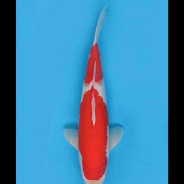 42cm Male - Nidan Kohaku F1