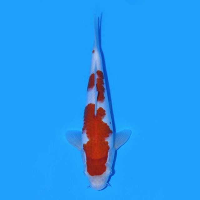 KOHAKU IMPOR TANIGUCHI