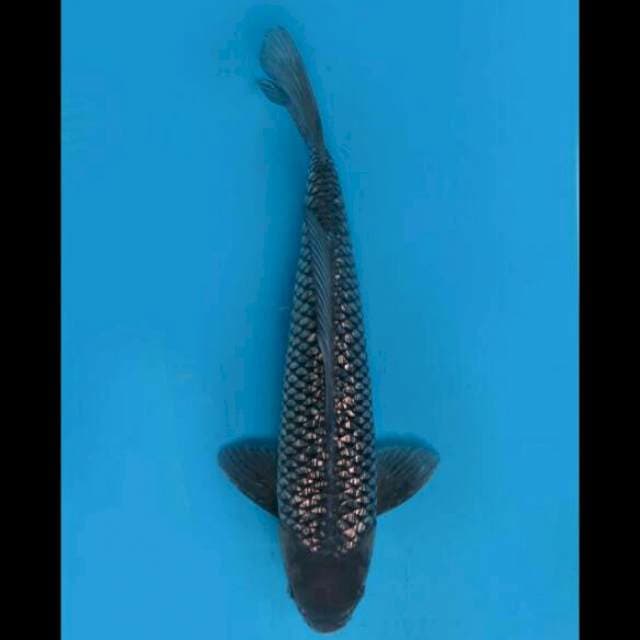 45cm Male - Saragoi Ginrin F1 Jinak