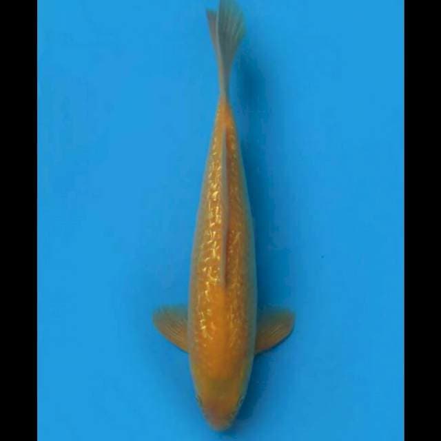 40cm Male - Karasi Ginrin