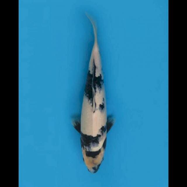 44cm Male - F1 Shiro Tategoi jos