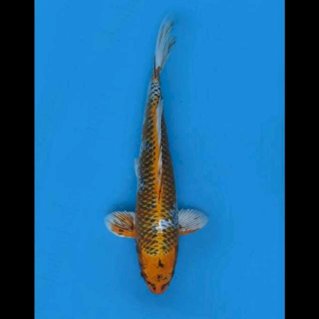 52cm Male - F1 Jumbo Kujaku