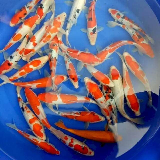 kohaku sanke doitsu