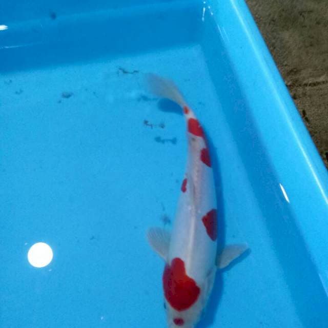 Kohaku Doitsu murni..