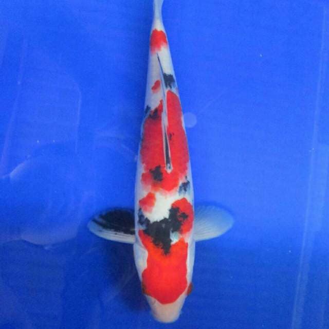 Original pattern